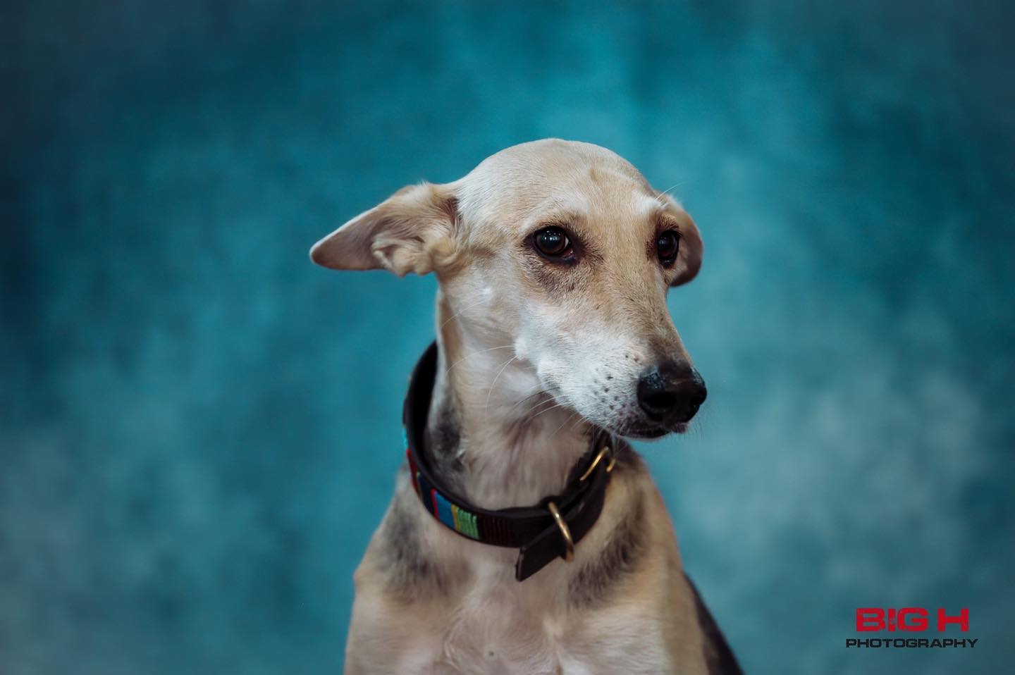 Pets Photographer in Dubai