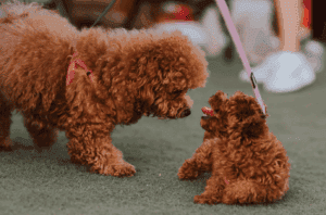 Pets photographer Dubai - Big H photography