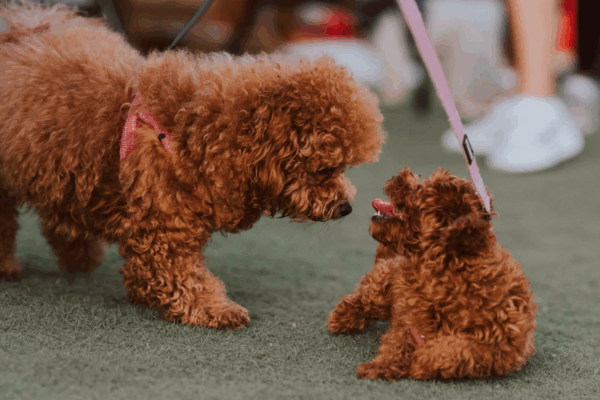 The Rise of Pet-Friendly Studios and Cafés for Photo Shoots in Dubai